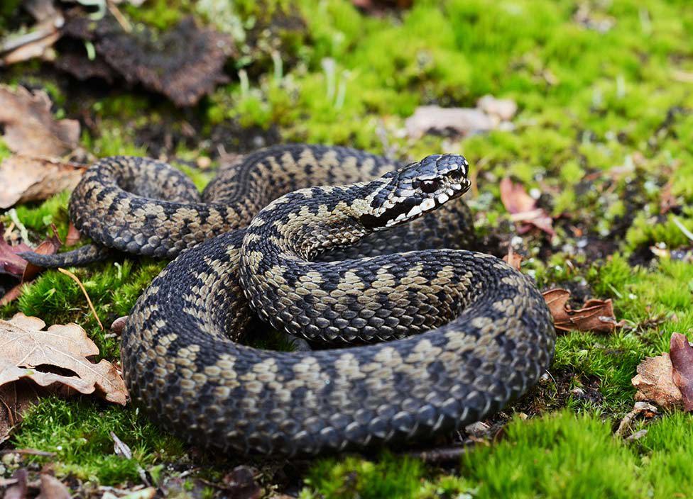 Nærbilde av hoggorm i naturen