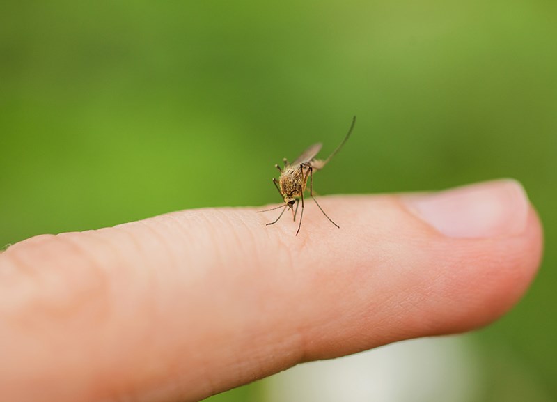 Nærbilde av myggstikk på finger
