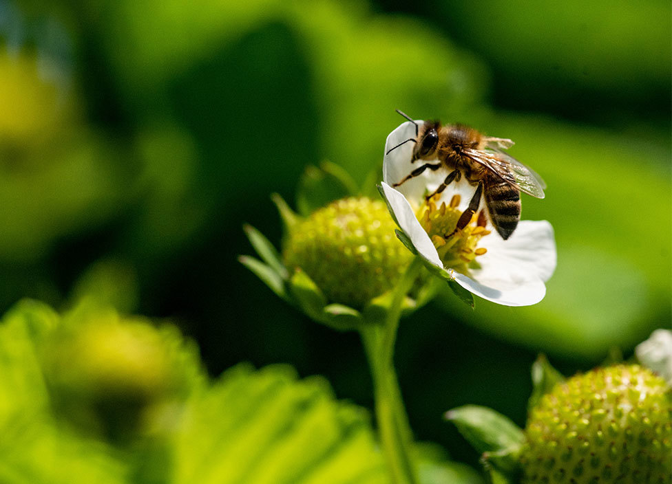 Nærbilde av veps på blomst