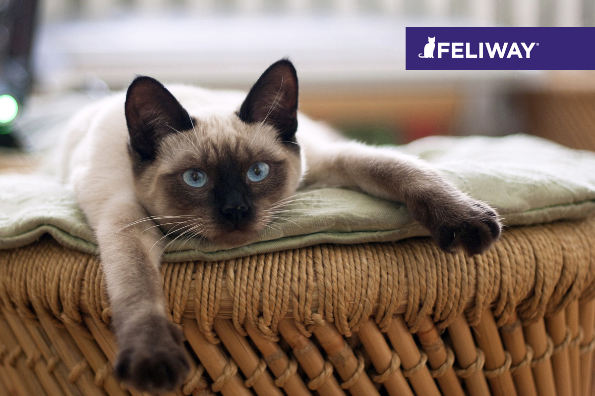 Feliway Classic Spray, 20 ml