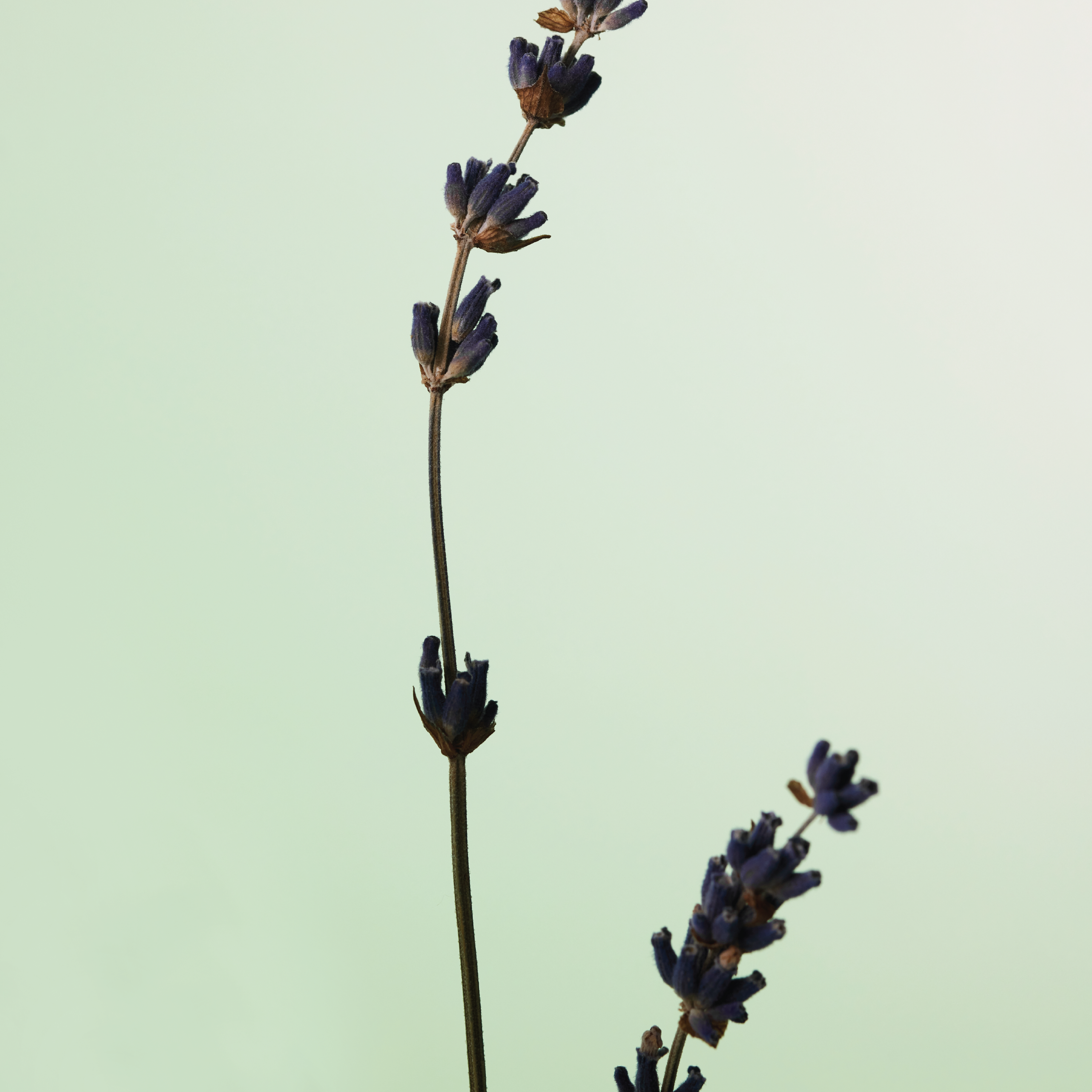 haruharu wonder Black Bamboo Frizz-free Hair Oil, 80 ml