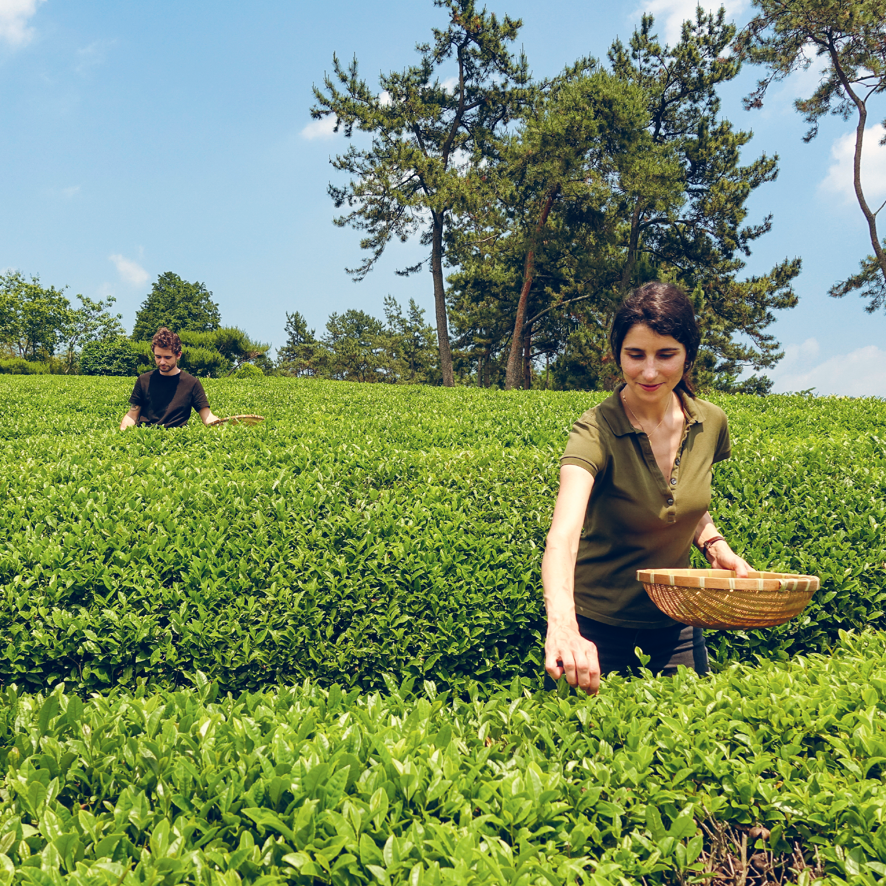 Palais des Thés Sencha Ariake Organic Te, 20 stk.