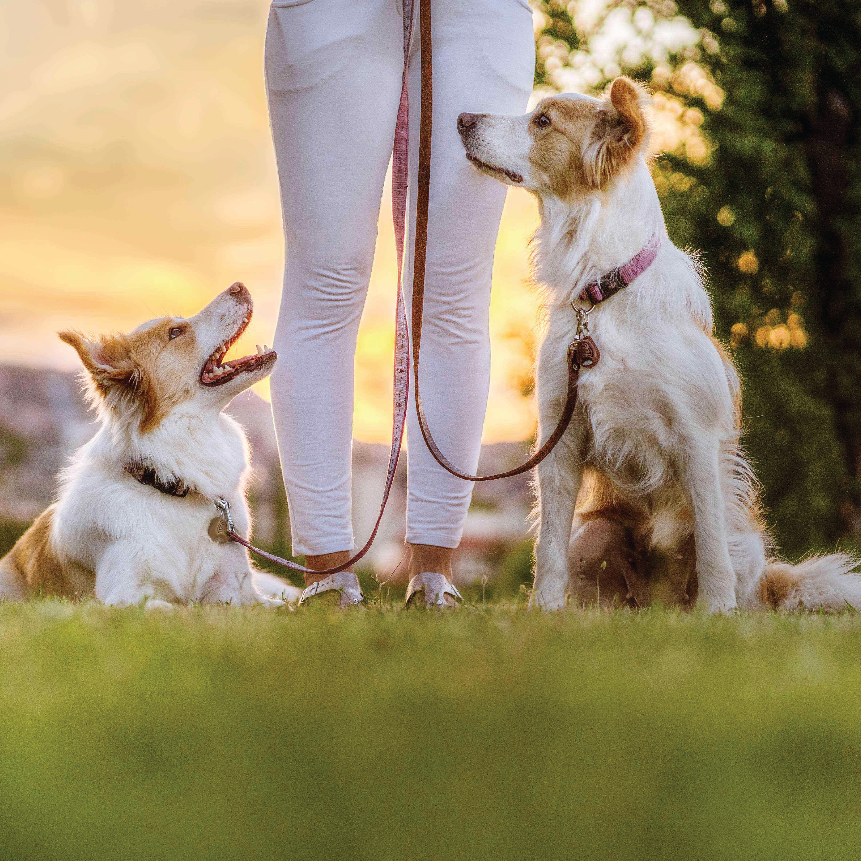 Tickless EcoPet Elektronisk Flåttjager Dyr, Brun, 1 stk.