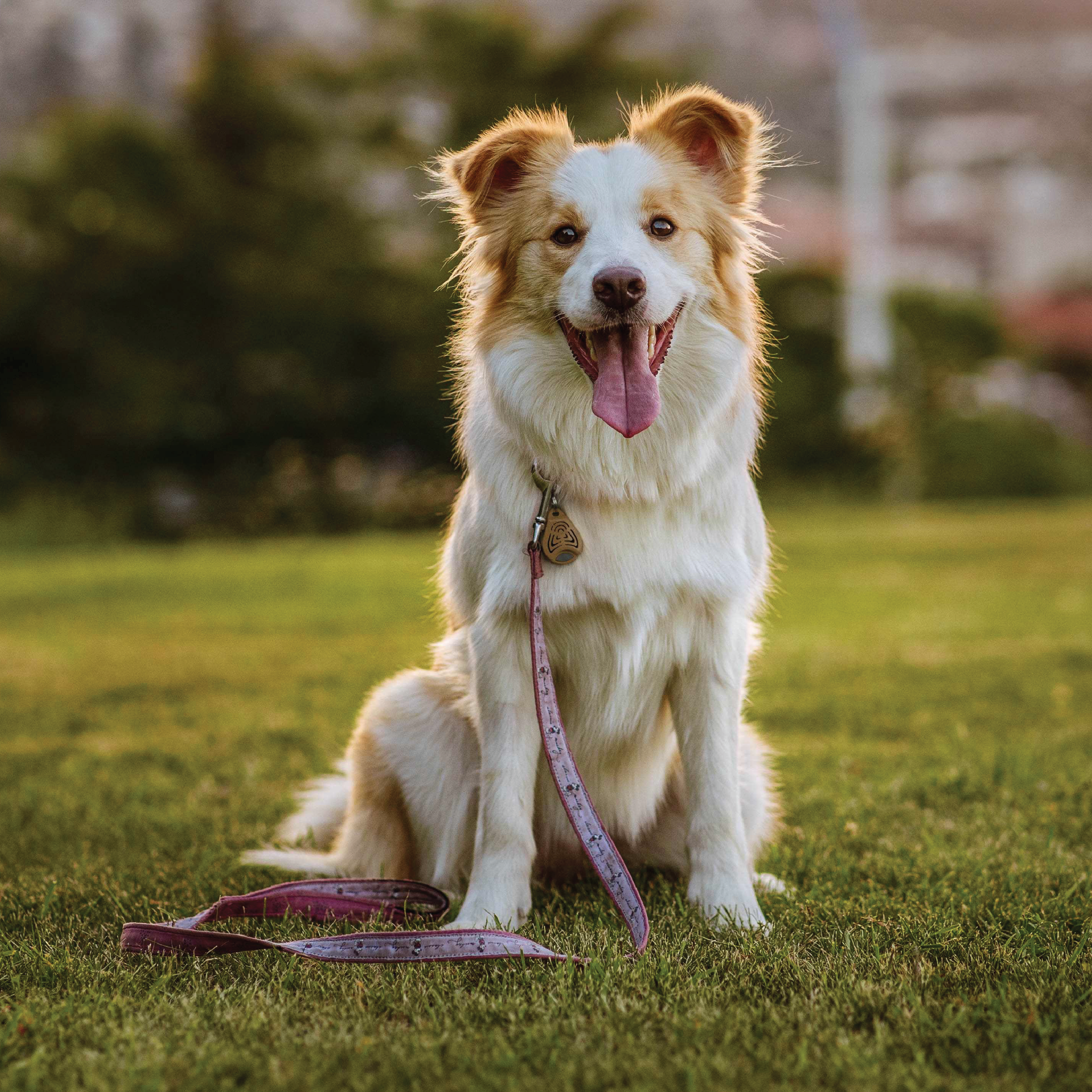 Tickless EcoPet Elektronisk Flåttjager Dyr, Brun, 1 stk.