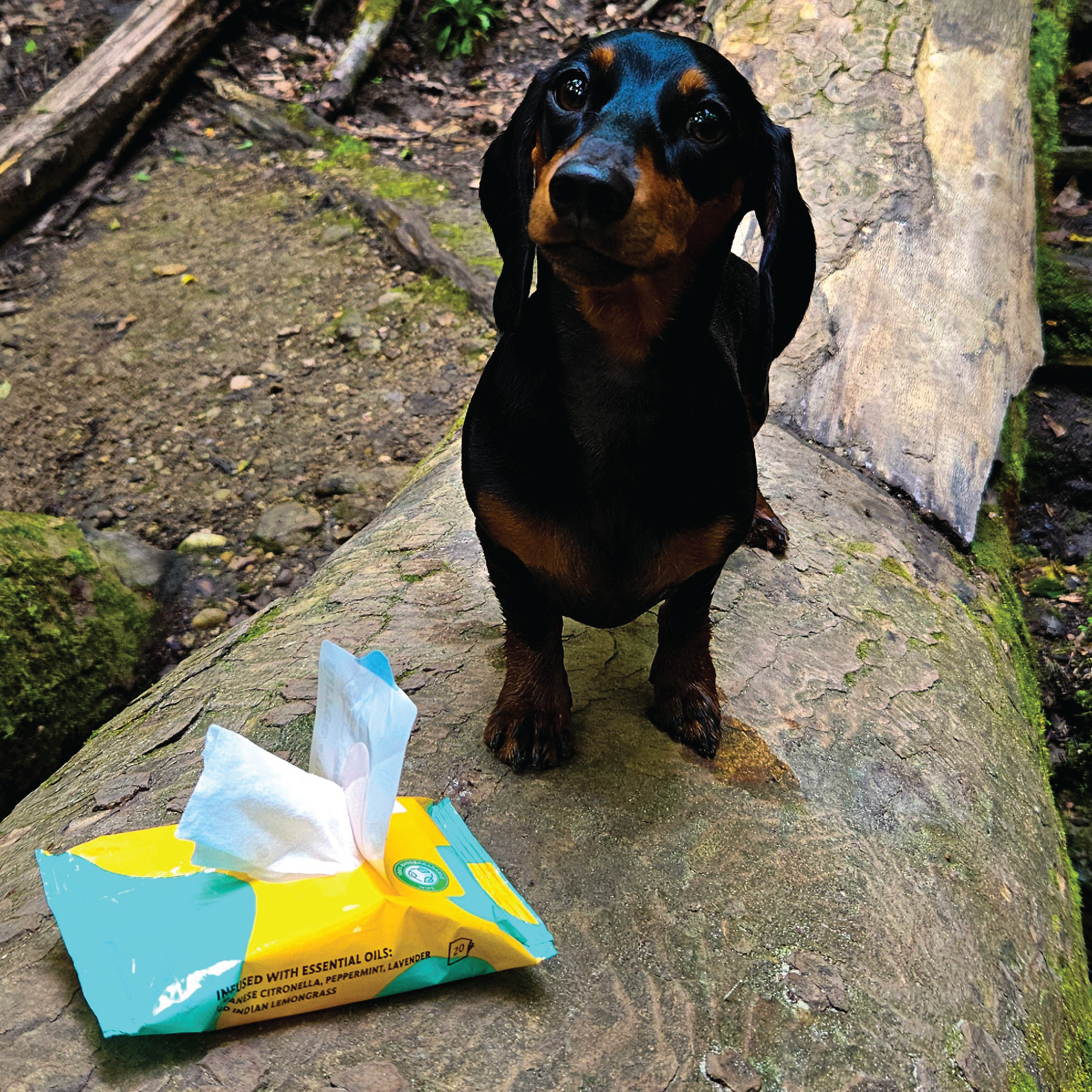 Tickless Mygg og Flåttserviett for dyr, 20 stk.